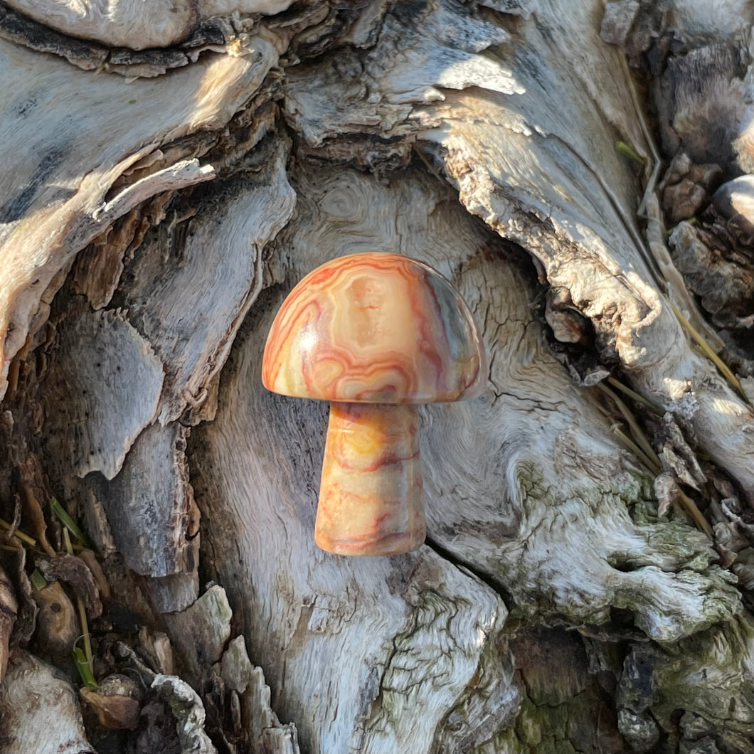 Crazy Lace Agate Mini Mushroom