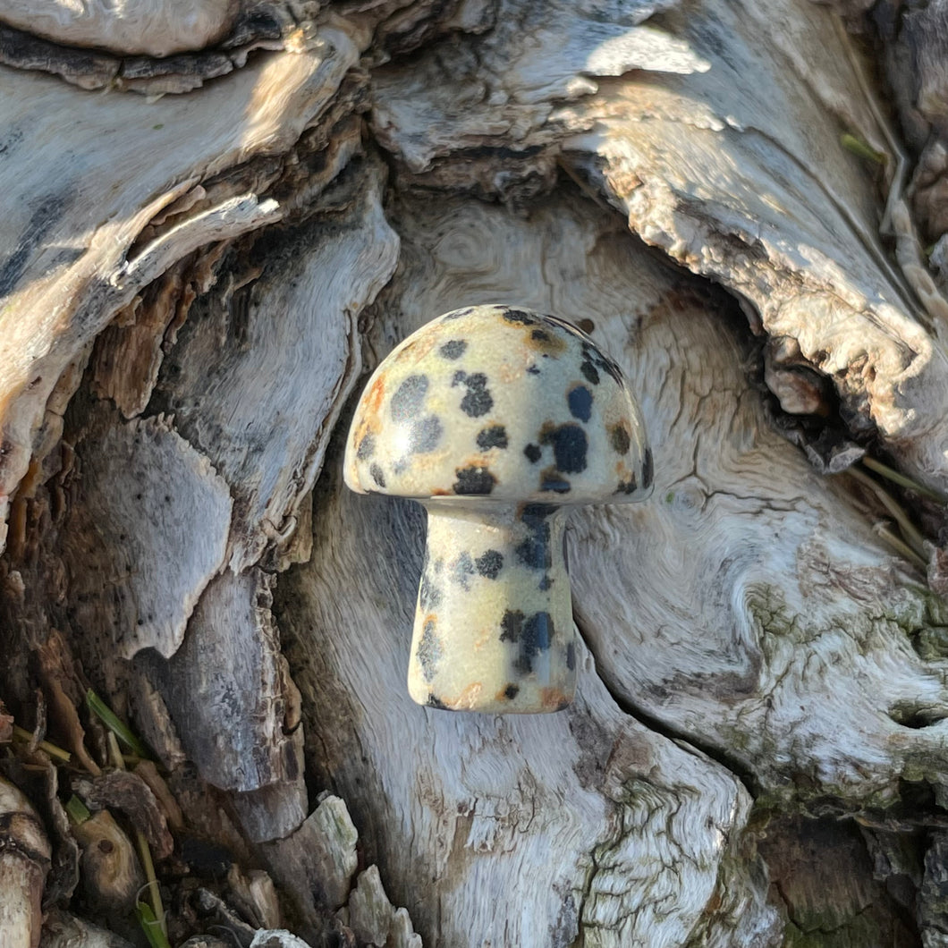 Dalmatian Jasper Mini Mushroom